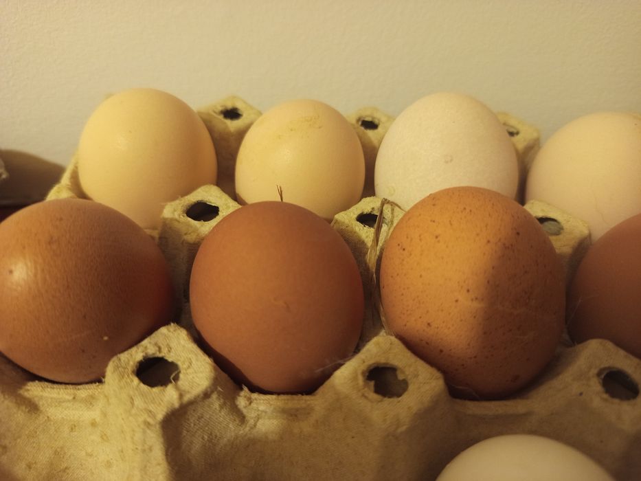 Stadko kur Marans 6 + 1 / czerwona skorupa