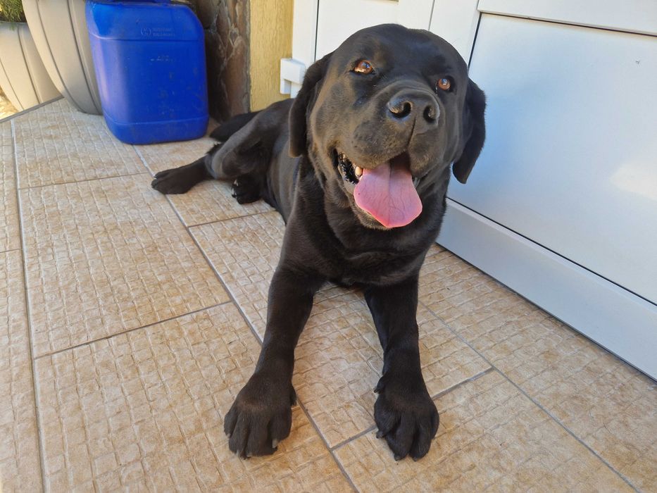 Лабрадор для в'язки, вʼязка лабрадорів, чорний кобель розвʼязаний