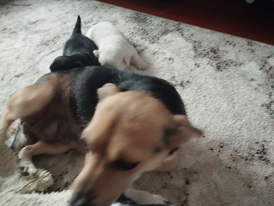 Цуцики хлопчики в хороші руки)