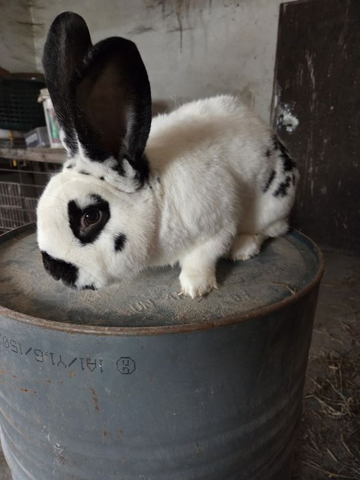 Sprzedam królik  samiec