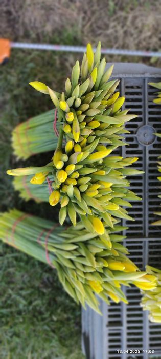 Żonkile kwiaty cięte