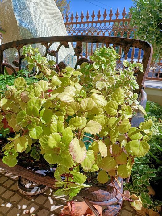 Plantas de exterior