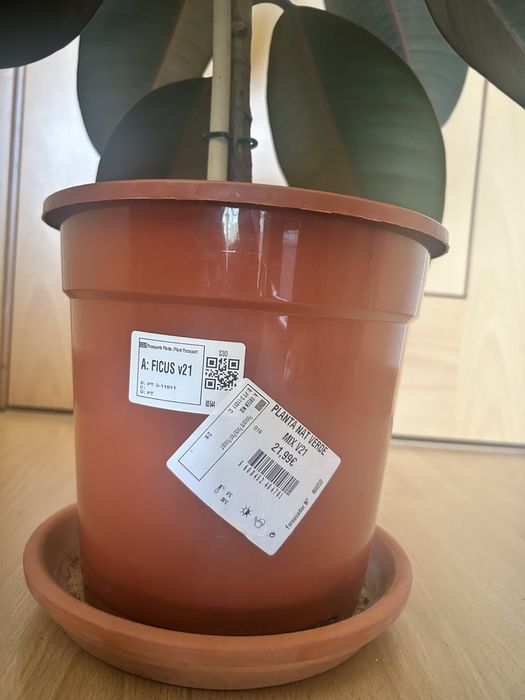 Planta Natural Ficus