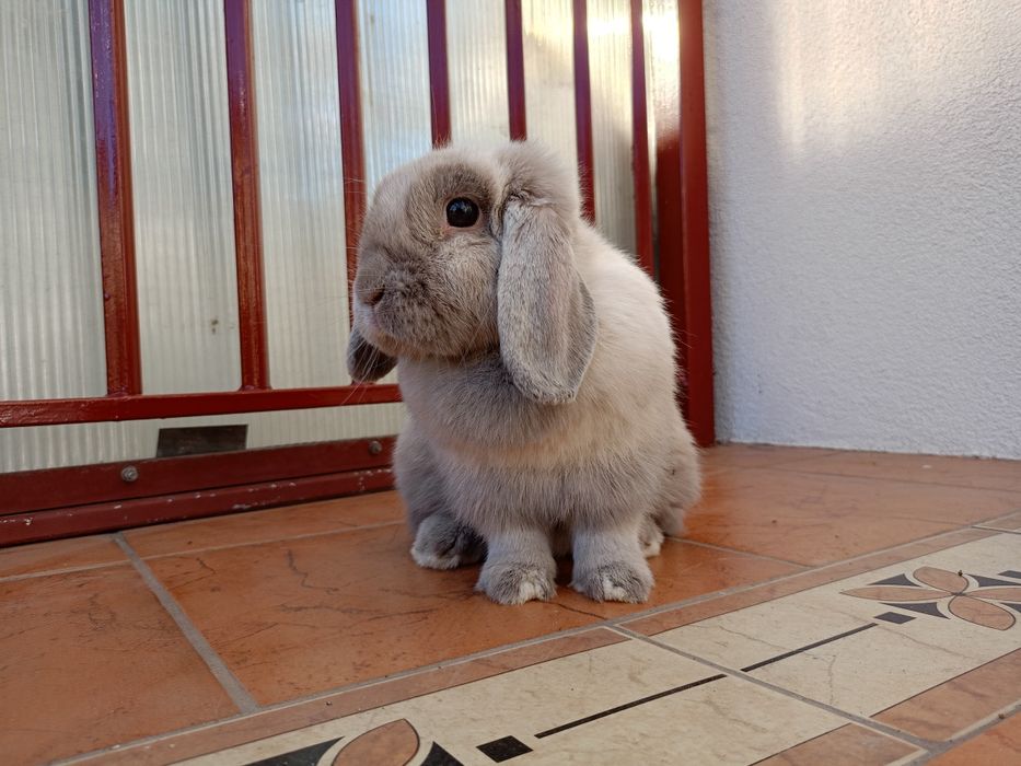Królik mini lop minilop samica samiczka
