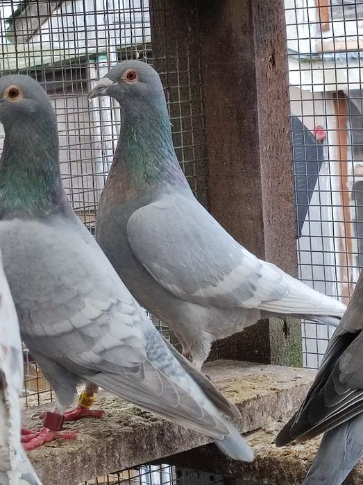 Gołębie pocztowe opal na białych pasach