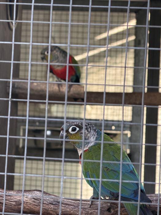 Casal de Perlatas