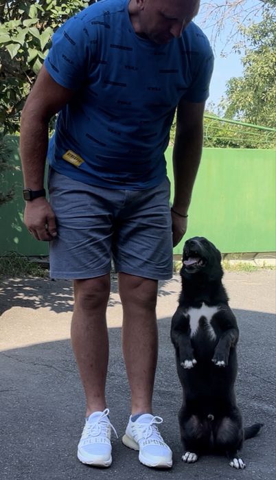 #Курс дресирування собак слухняност за 6-ма методами з виїздом до Вас!