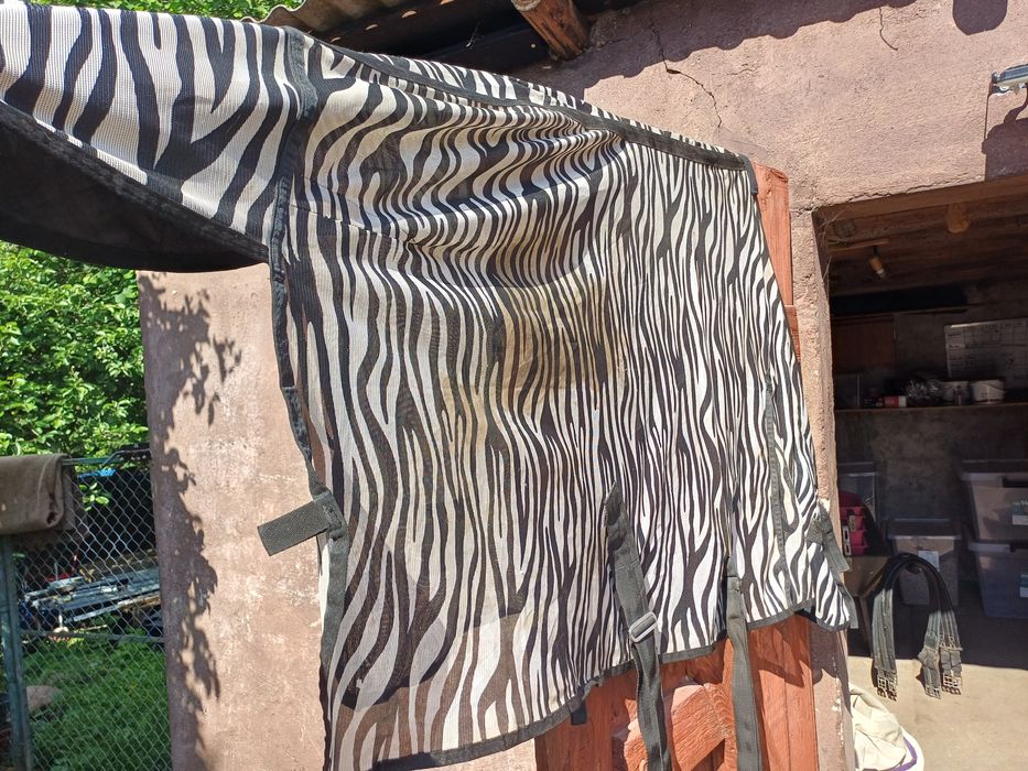 Zebra derka siatkowa 115