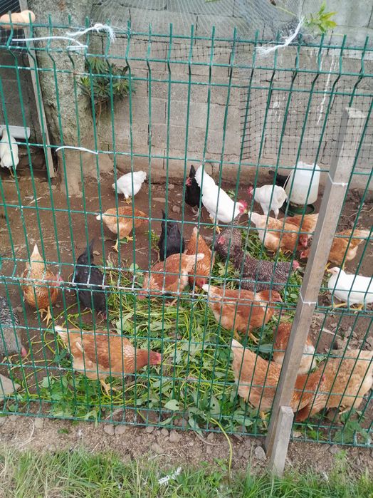 Galinhas poedeiras e leghorn