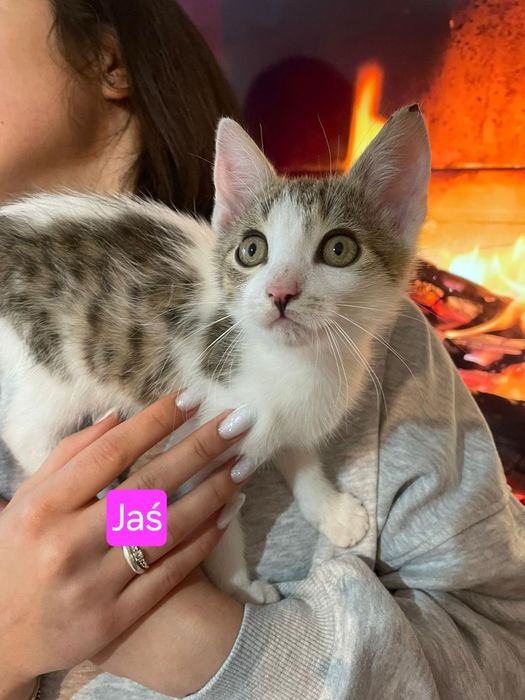 Jaś i Małgosia szukają domu