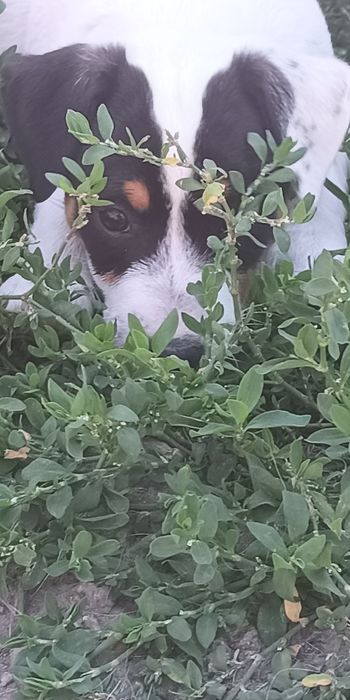 Джек Рассел тер'єр