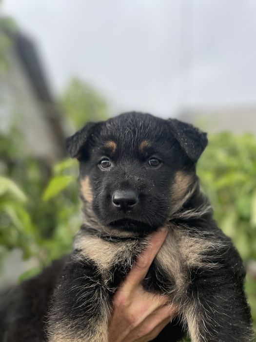 Щенки немецкой овчарки