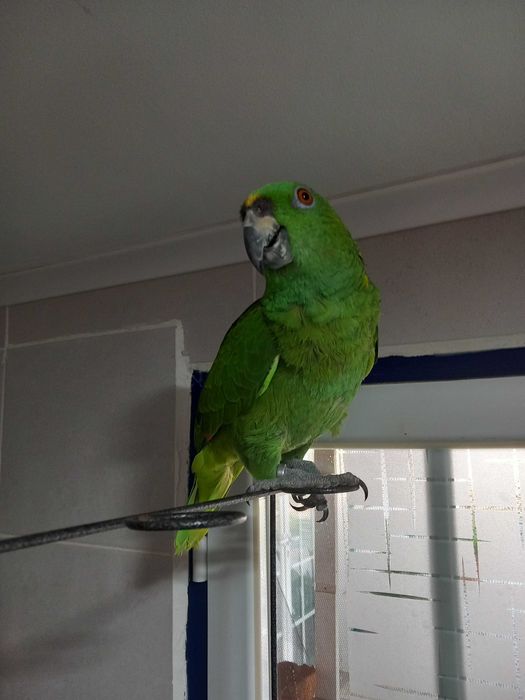 Papagaio auropaliata