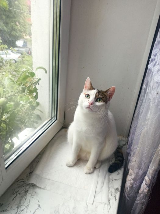 Конфетці потрібен дім