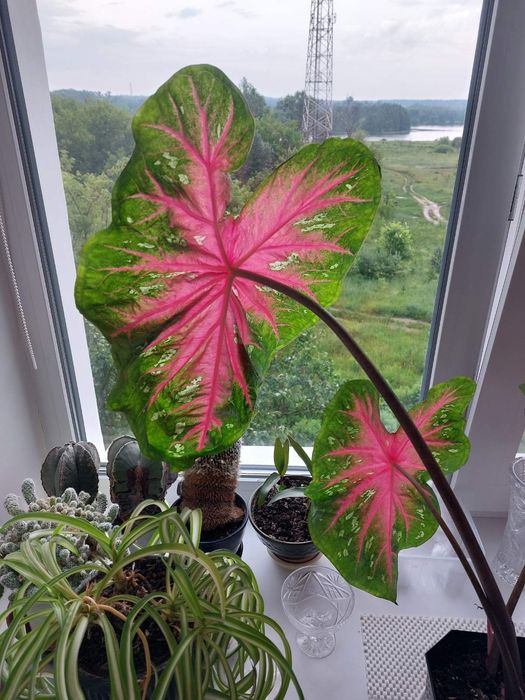 Луковицы каладиум