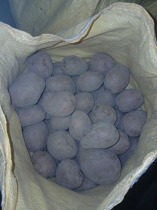 Sprzedam ziemniaki
