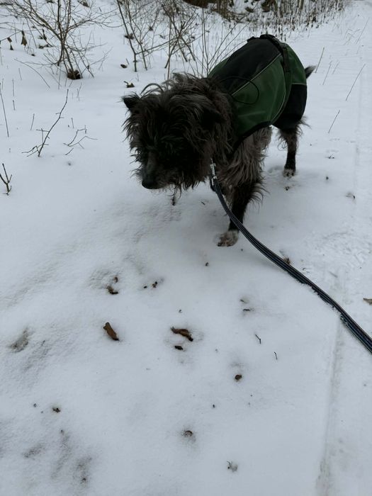 Mały pies szuka domu