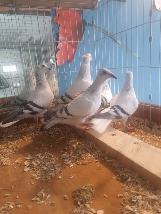 Sprzedam gołębie żałobniki