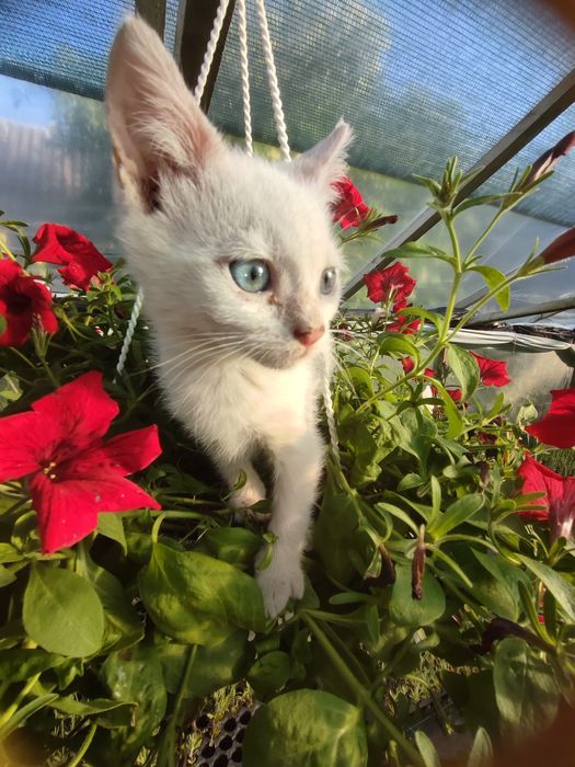 Кошенята шукають сім'ю