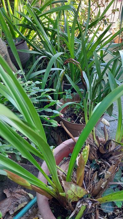 Árvore com orquídea na base em vaso grande.