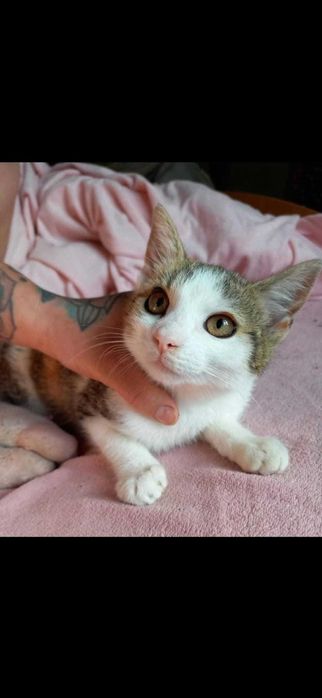 LOLA wciąż czeka na miłość