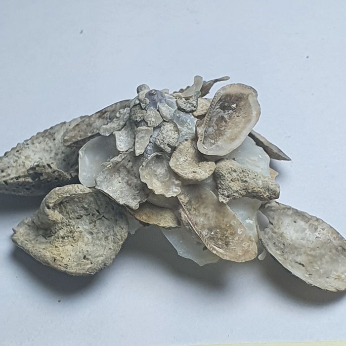 Muszla Xenophora crispa