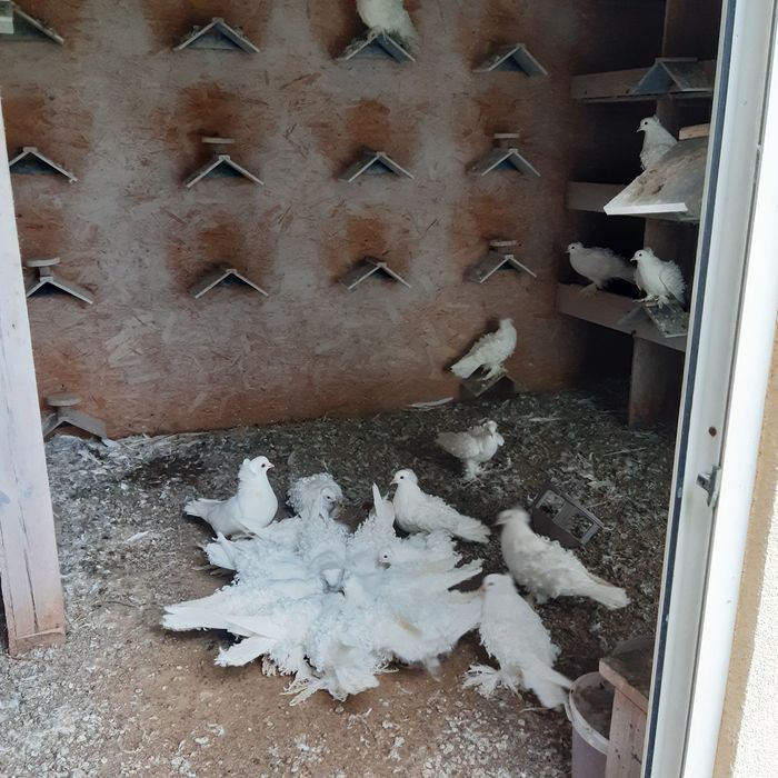 Gołębnik ocieplony gołębie