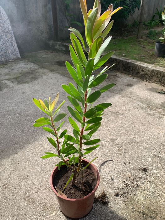 Vendo vasos licodentes verdes