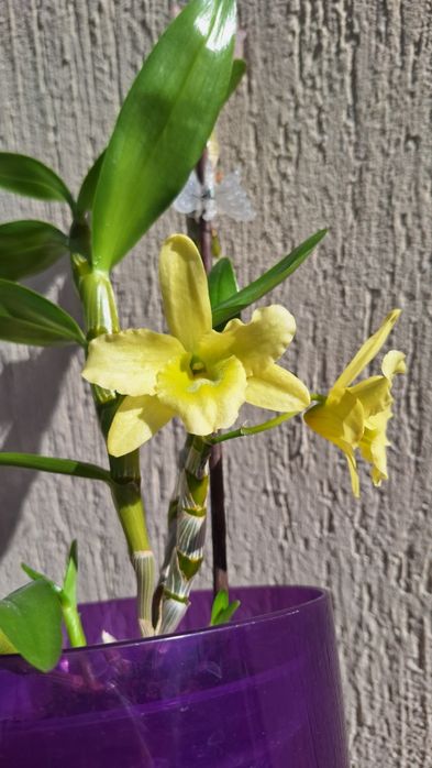 Дендробіум Green Surprise "Windy"