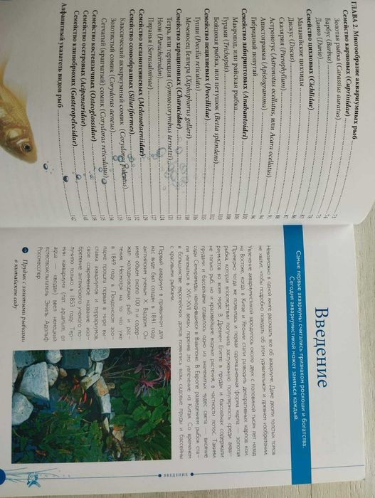 Аквариум для начинающих