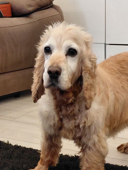 Cadela de cocker pequena/média para adoção responsável