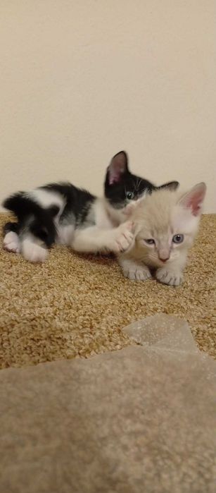 Gatinhos para adoção