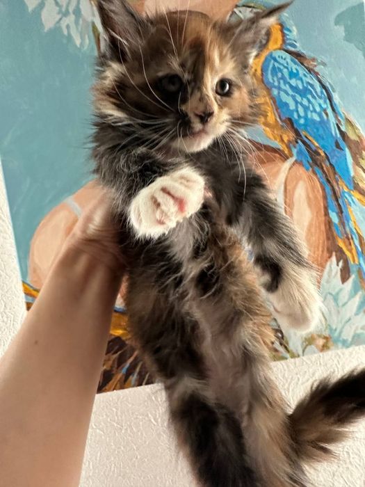 Мейн-кун дівчинка