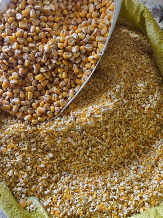 Kukurydza sucha karma