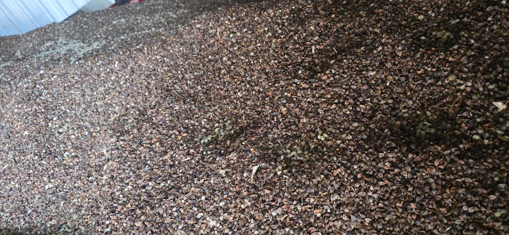 Gryka, tatarka, 2025