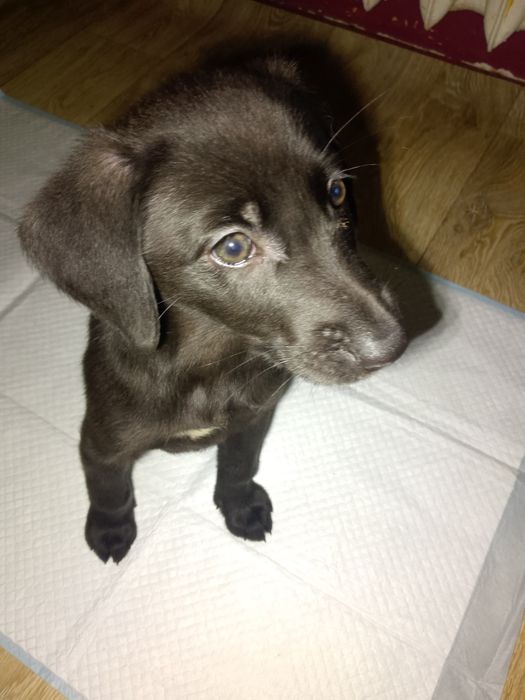 Oddam szczeniaki w dobre ręce