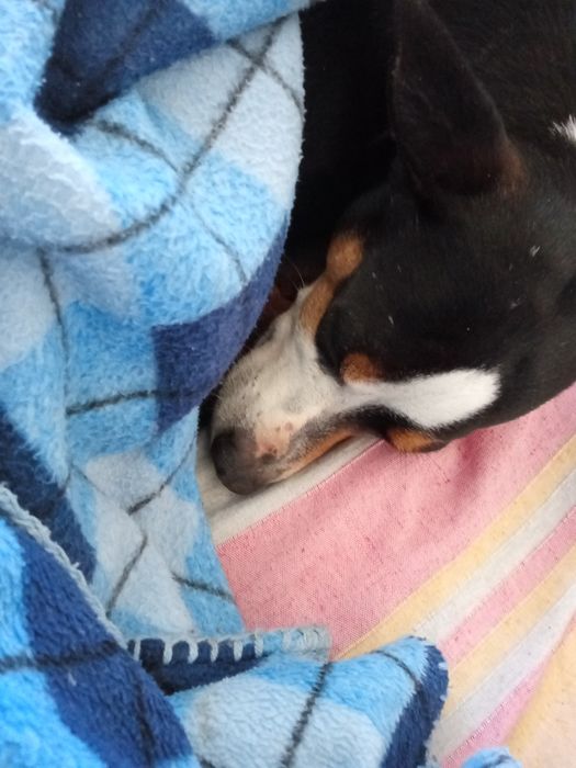 ADOCAO RESPONSÁVEL          Cão porte Médio