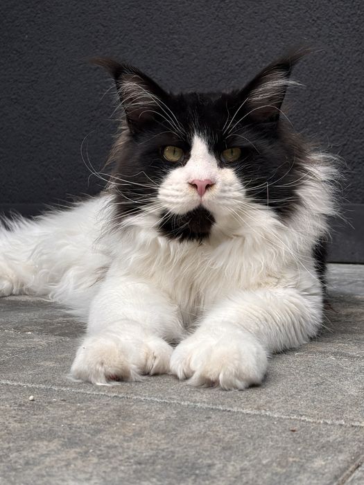 Roczny kocurek maine coon Rodowód FPL/FIFE opcja do hodowli