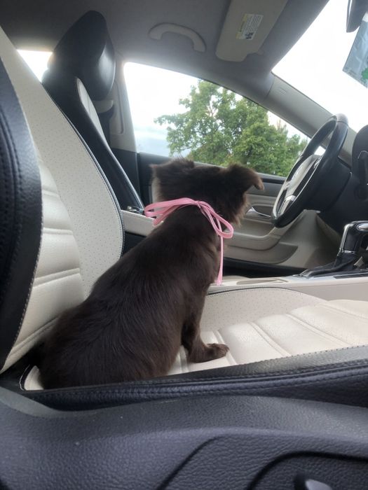 Чіхуа гарнесенький