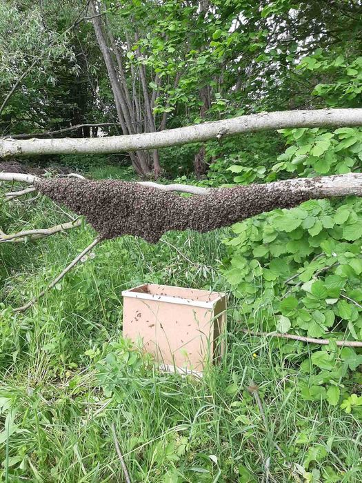 Продам бджолинні рої