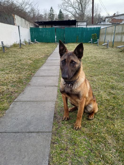 Бельгійська вівчарка малінуа