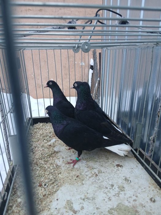 Sprzedam  wyszwany 2 parki