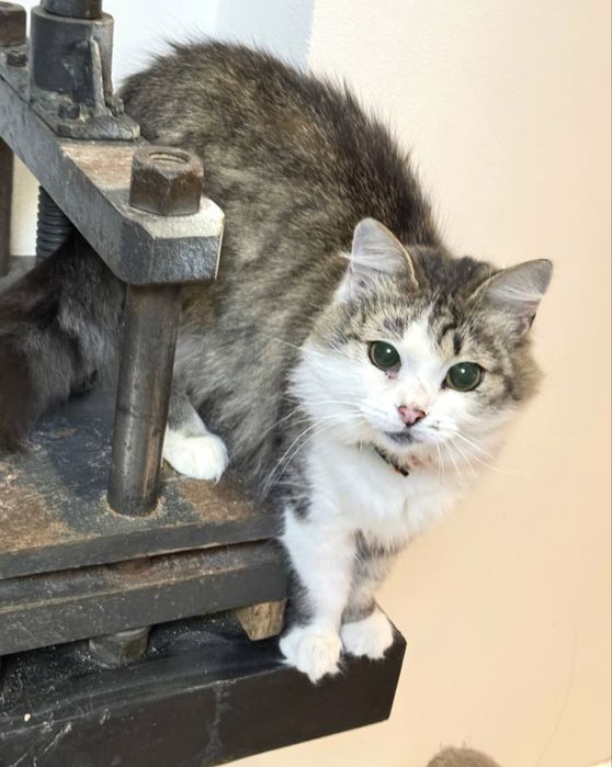 Киця молода стерилізована