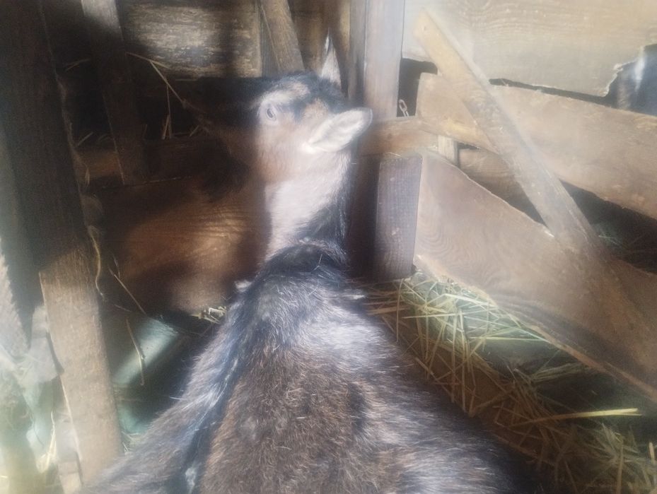 В гарні руки.Геть недорого ,чудову козу