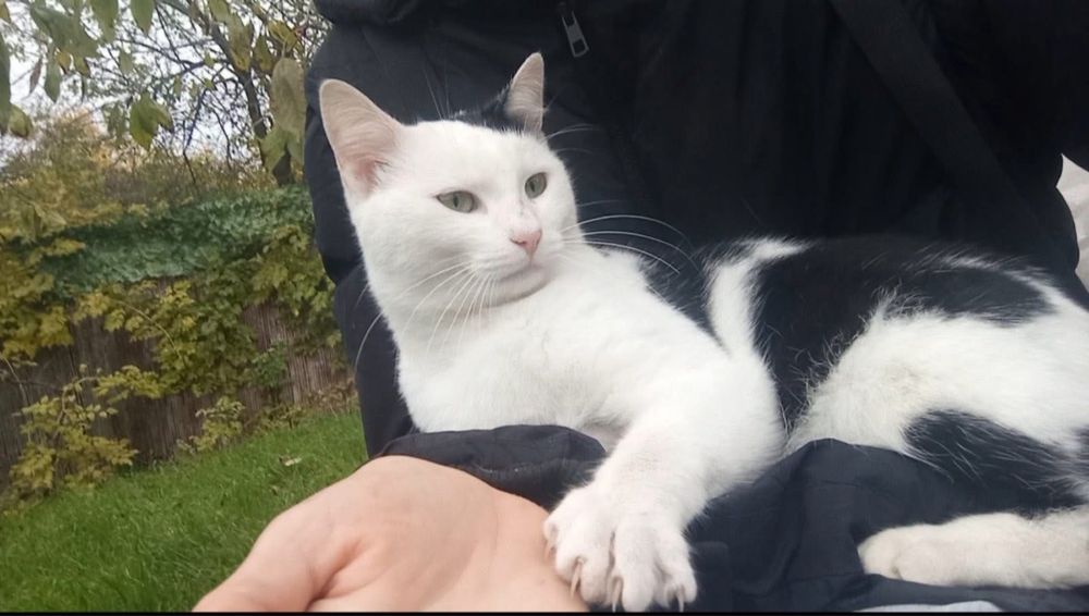 Молодий кастрований ніжний котик