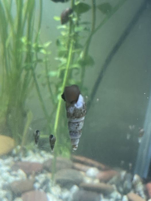 Sprzeda ślimaki  do czyszczenia akwarium