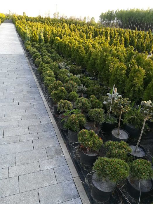 PROMOCJA TUJE z gruntu szmaragd 2 metrowe - stożkowy kształt - 80 zł.