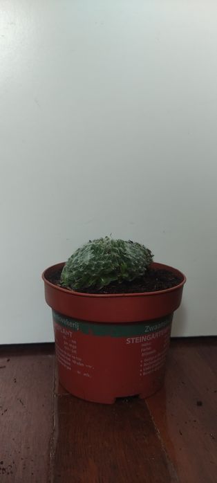 Suculentas, catos e plantas