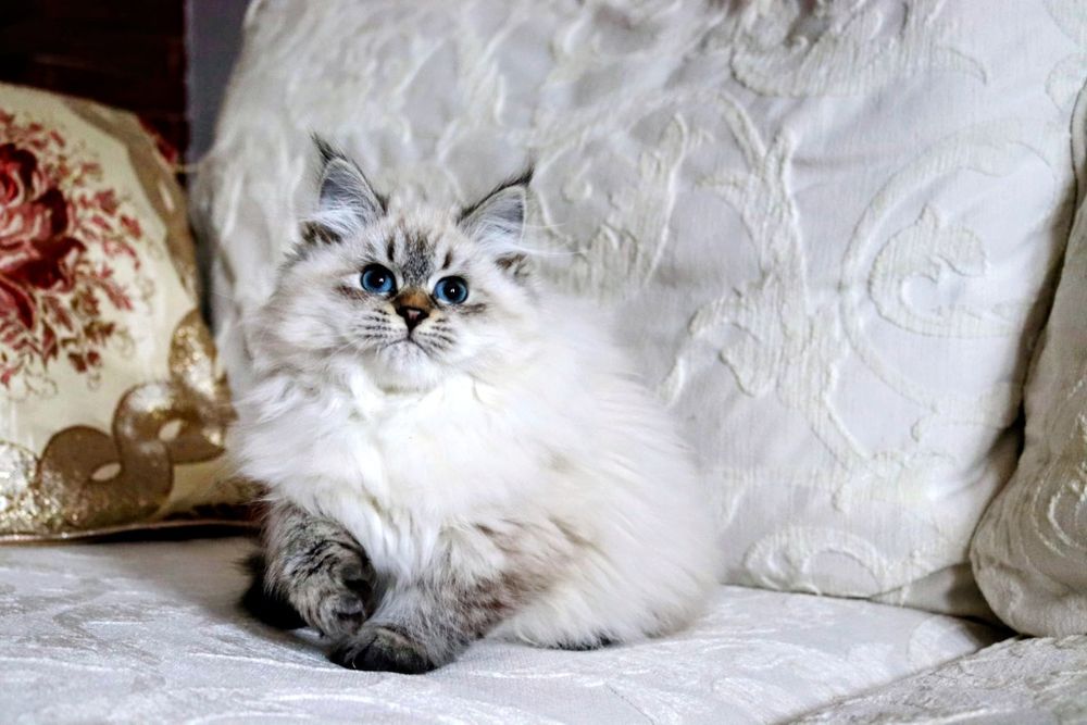 Kotka Neva Masquerade po International Champion WCF