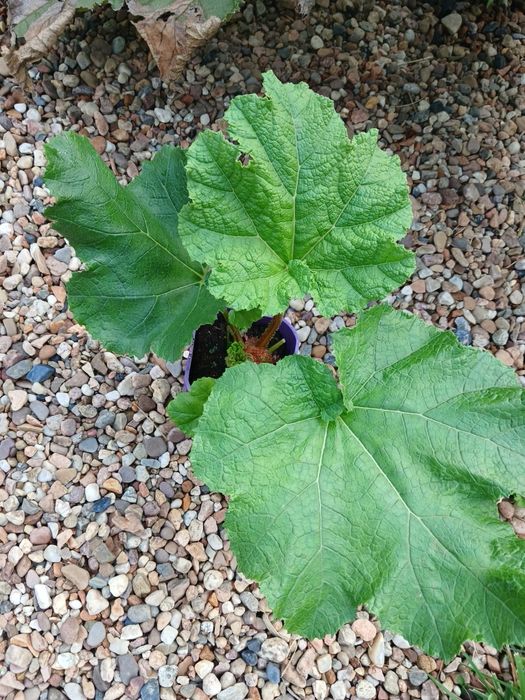 Gunnera Olbrzymia Przeplin Brazylijski sadzonka
